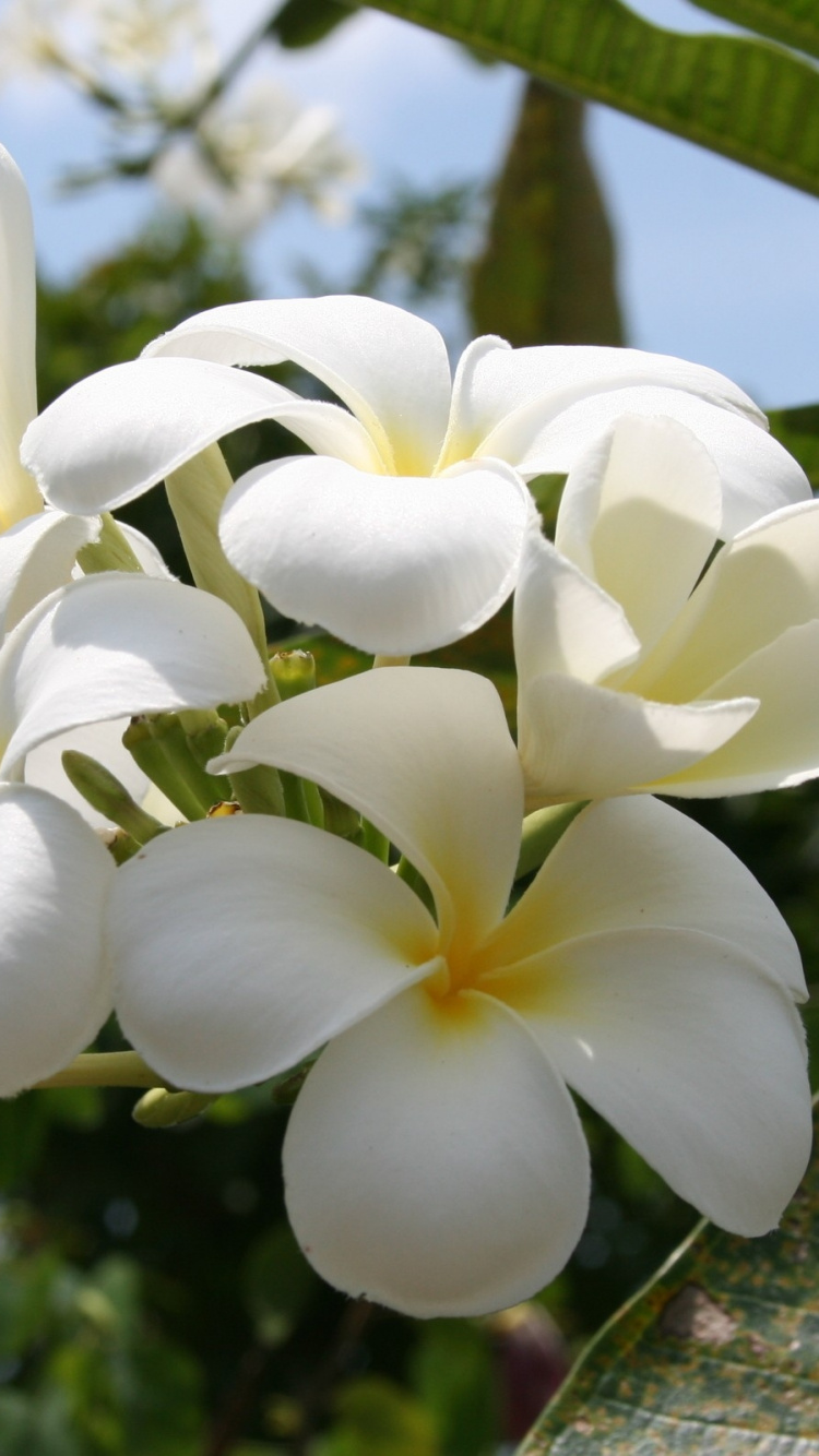 White and Yellow Flowers on Brown Wooden Surface. Wallpaper in 750x1334 Resolution