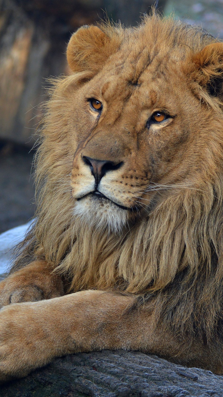 Brown Lion Lying on Ground During Daytime. Wallpaper in 720x1280 Resolution