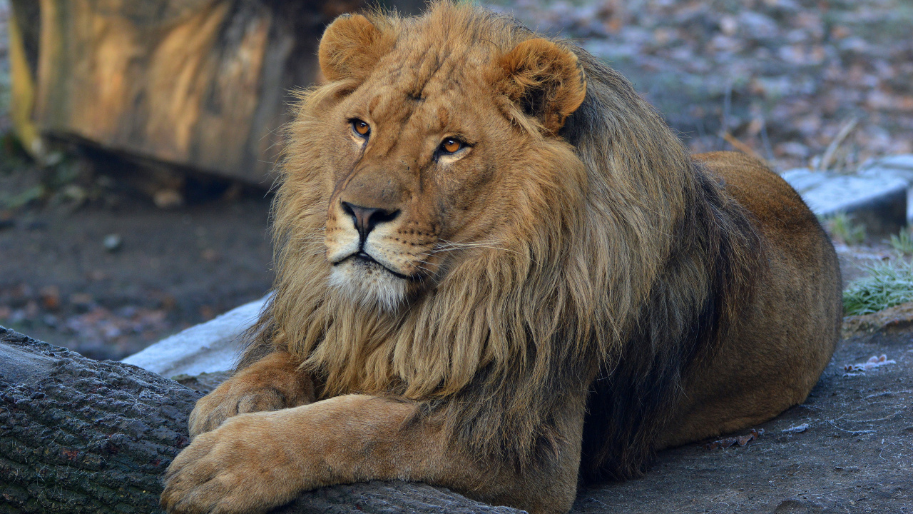 León Marrón Acostado en el Suelo Durante el Día. Wallpaper in 1280x720 Resolution