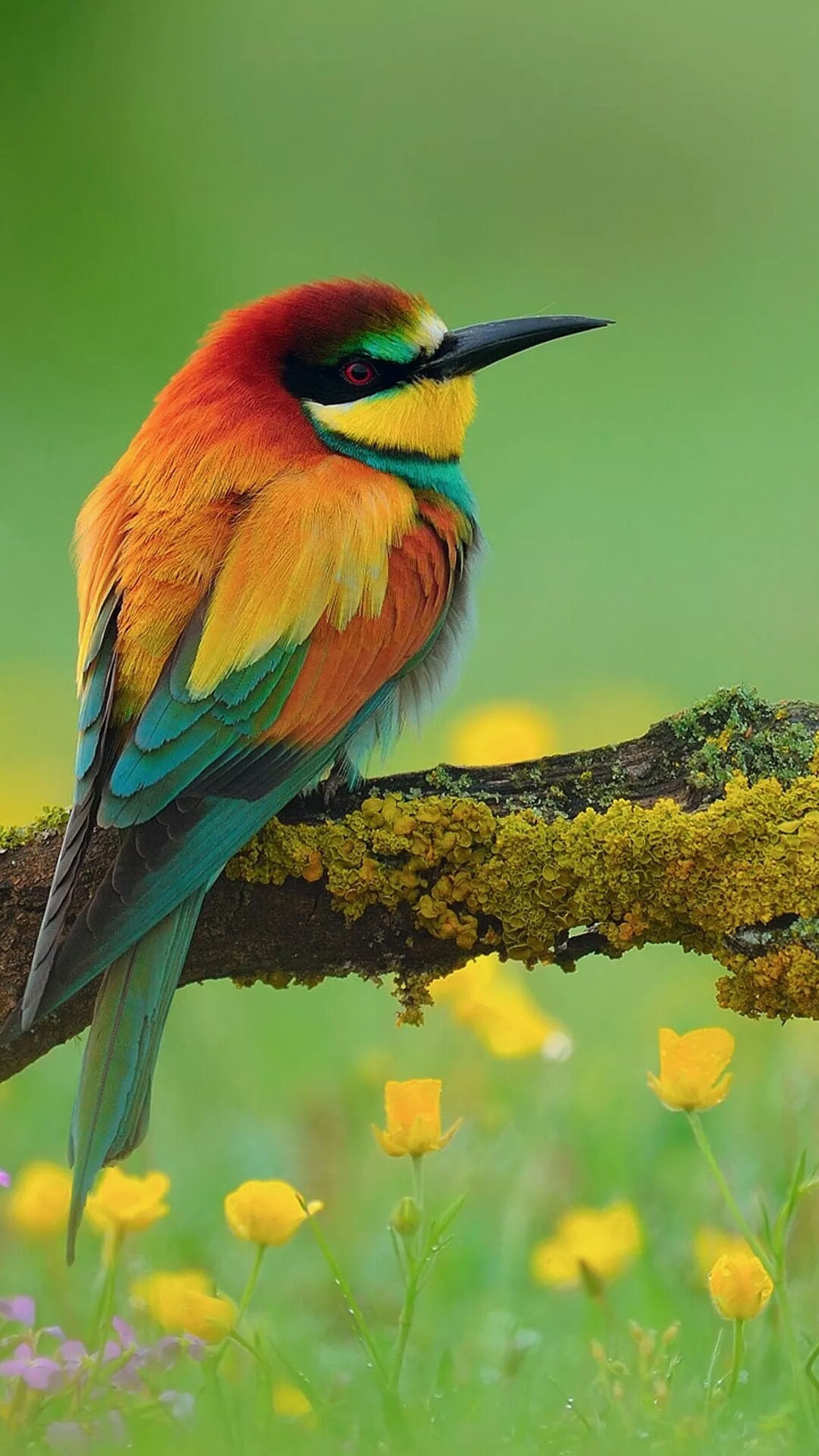 Elephone,  Elephone P8, Inséparable, Guêpier Arc-en-ciel, Belted Kingfisher. Wallpaper in 1080x1920 Resolution