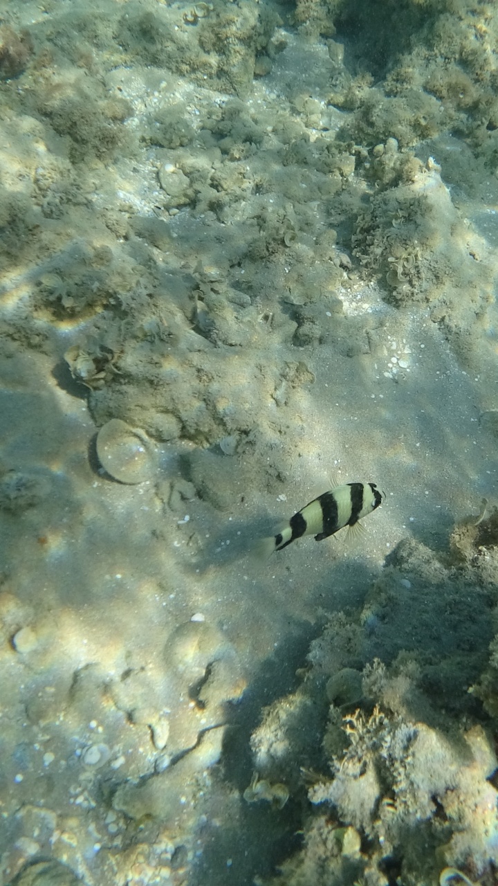 Agua, Ecosistema, Biología Marina, Invertebrados Marinos, Líquido. Wallpaper in 720x1280 Resolution