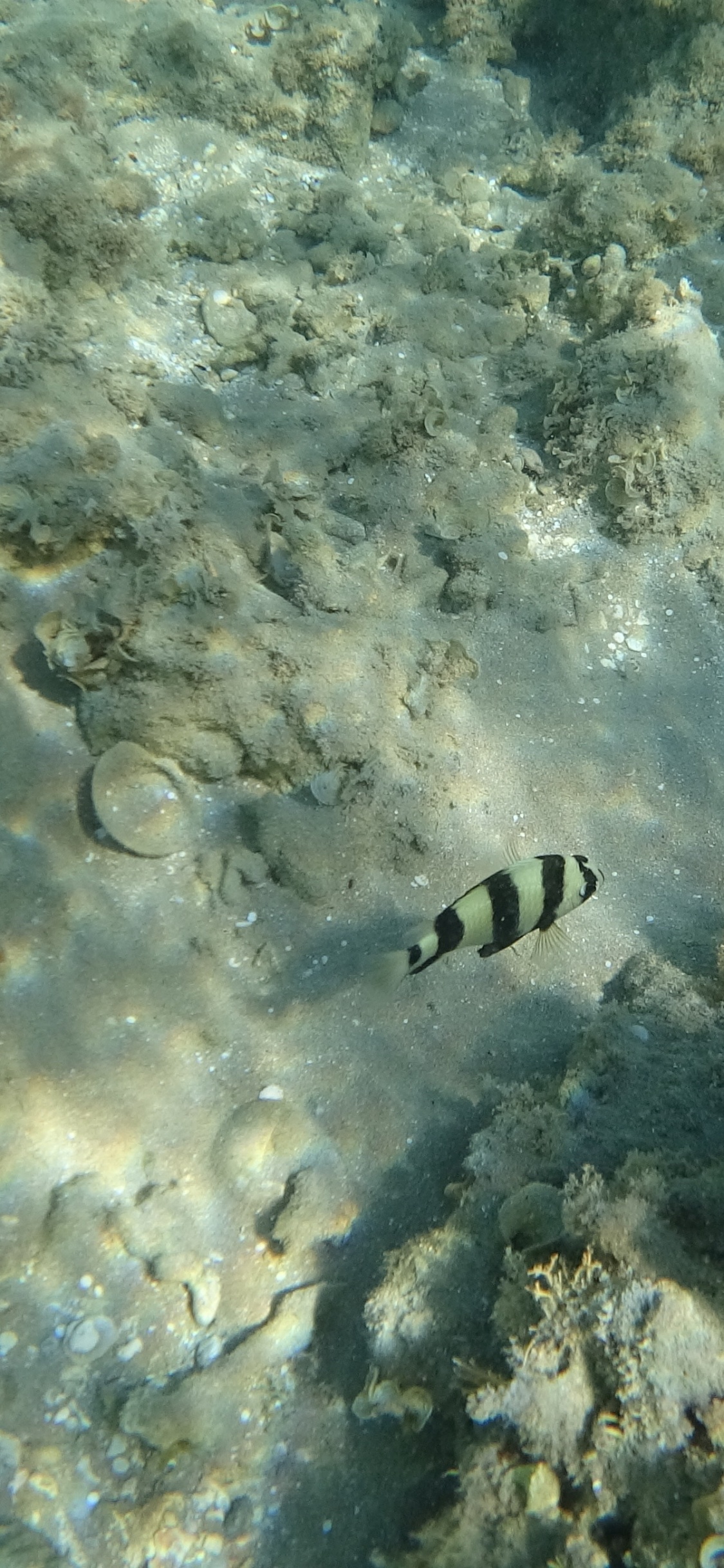Eau, Écosystème, Biologie Marine, Les Invertébrés Marins, Fluide. Wallpaper in 1125x2436 Resolution