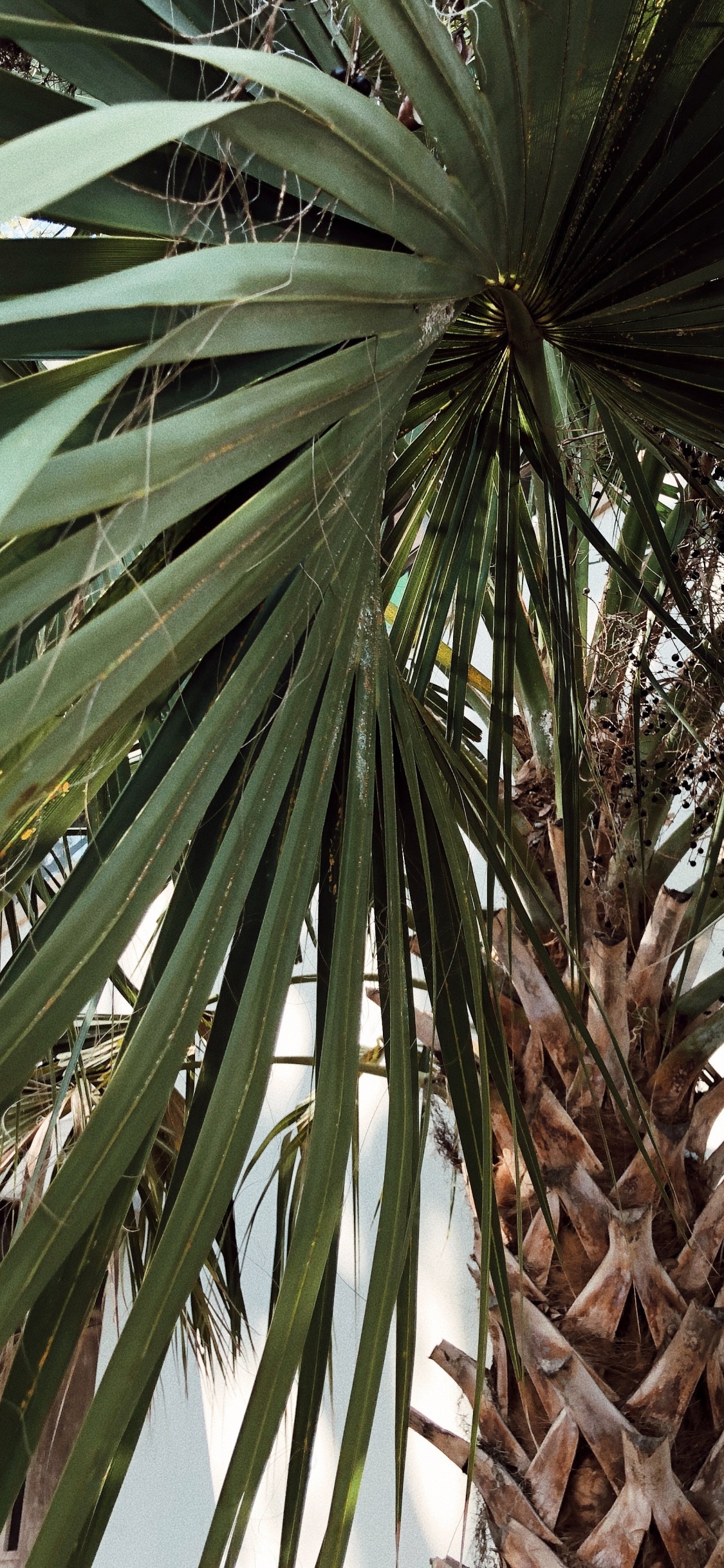 Borassus Flabellifer, Pflanzen, Babassu, Dattelpalme, Vegetation. Wallpaper in 1125x2436 Resolution