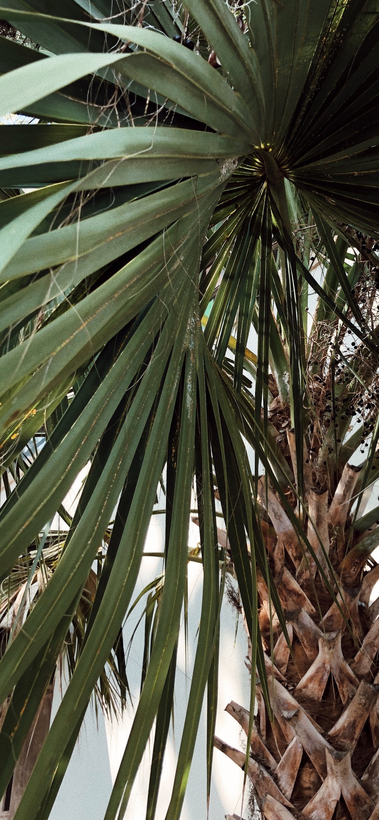 Borassus Flabellifer, Pflanzen, Babassu, Dattelpalme, Vegetation. Wallpaper in 1242x2688 Resolution