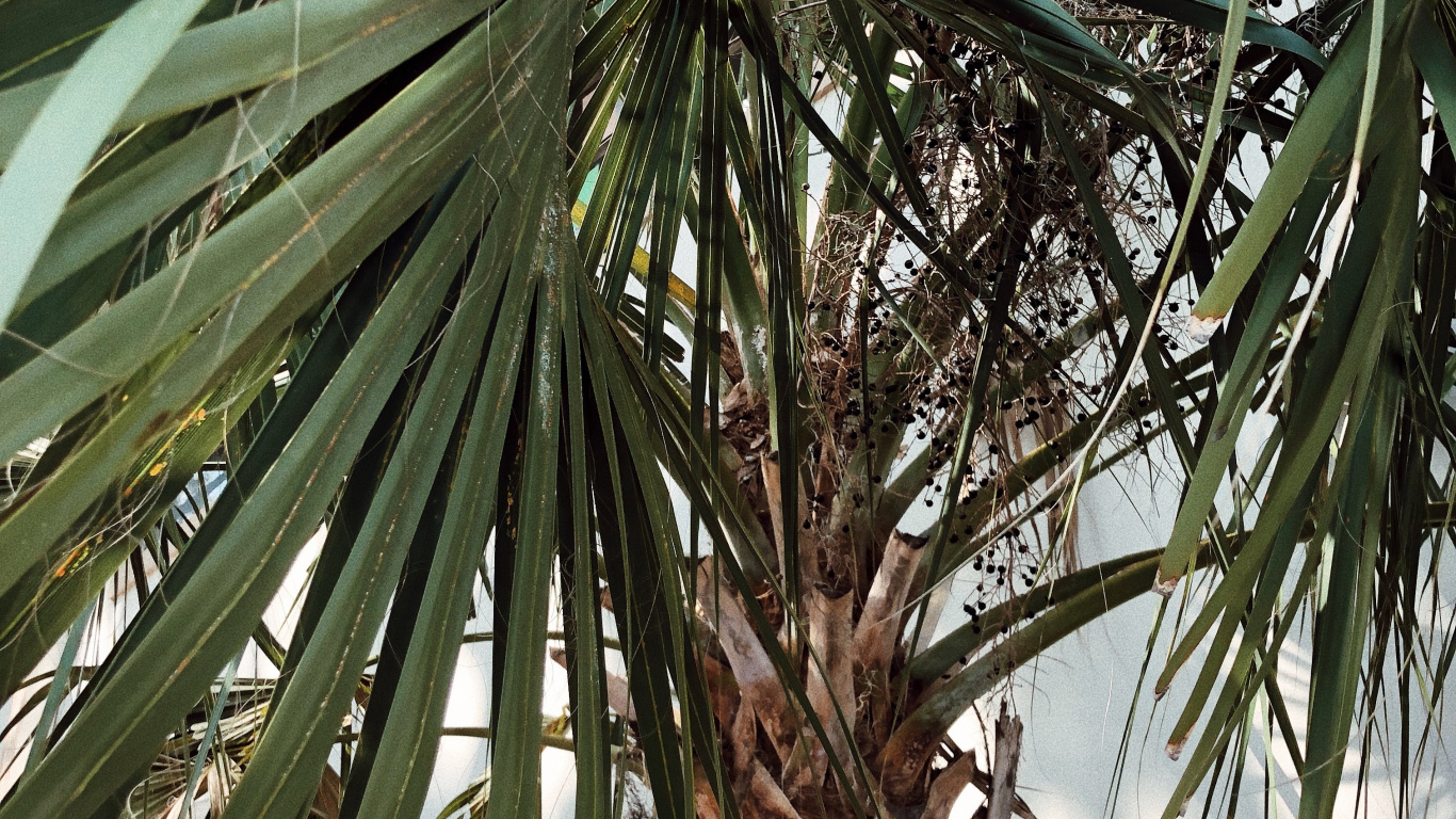 Borassus Flabellifer, Pflanzen, Babassu, Dattelpalme, Vegetation. Wallpaper in 1366x768 Resolution