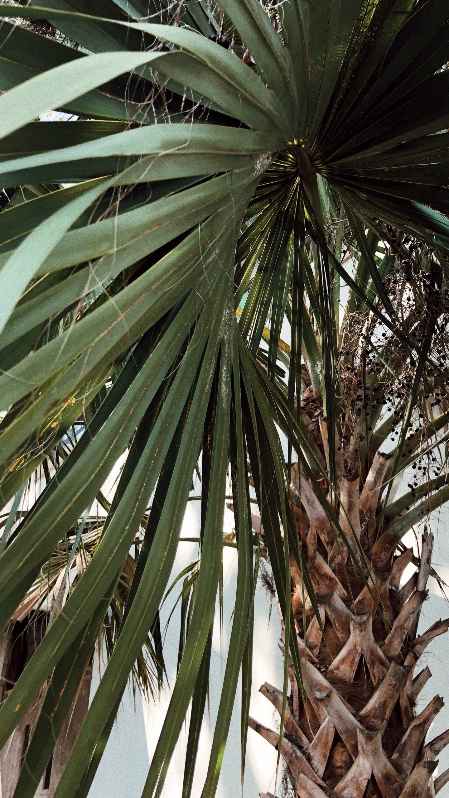 Borassus Flabellifer, Pflanzen, Babassu, Dattelpalme, Vegetation. Wallpaper in 1440x2560 Resolution