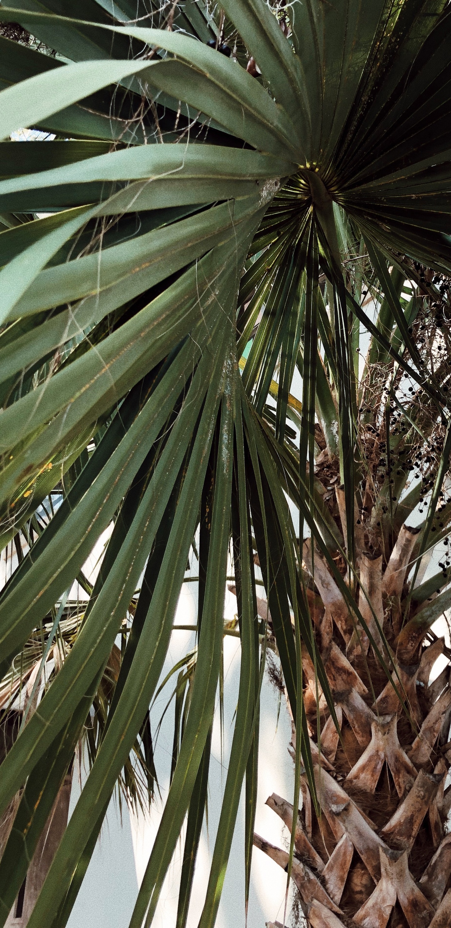 Borassus Flabellifer, Pflanzen, Babassu, Dattelpalme, Vegetation. Wallpaper in 1440x2960 Resolution