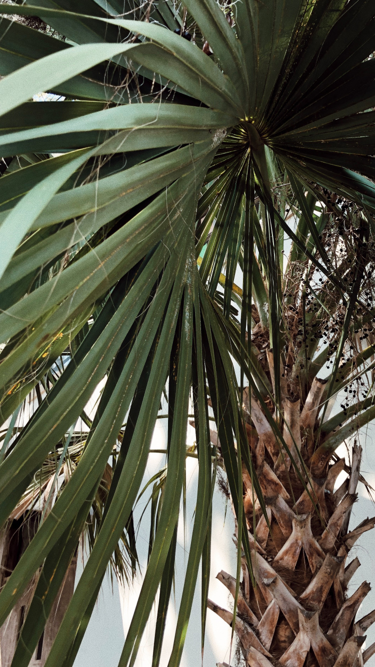 Borassus Flabellifer, Pflanzen, Babassu, Dattelpalme, Vegetation. Wallpaper in 750x1334 Resolution
