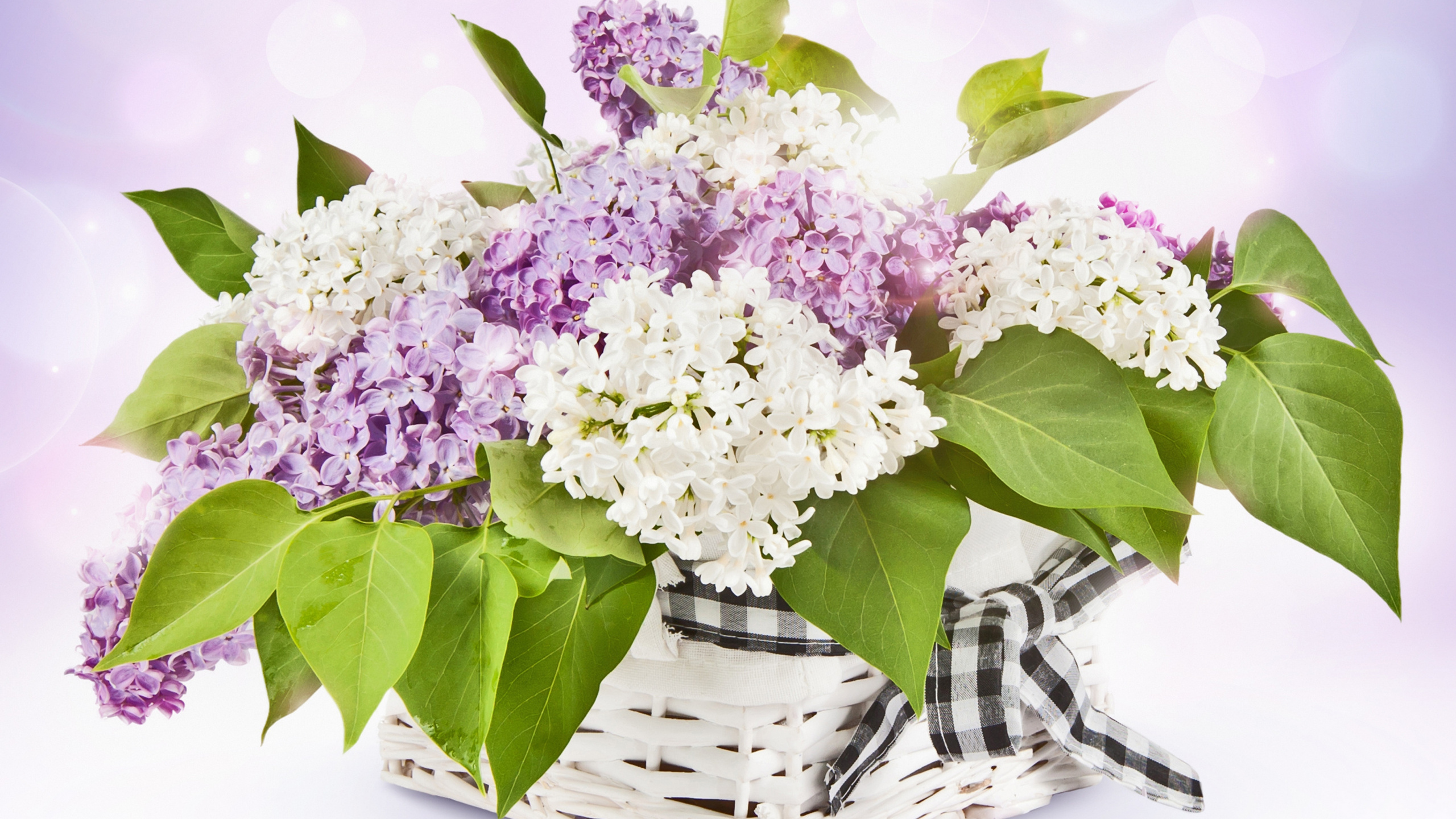 Diapasón, Pétalo, Morado, la Botánica, Rosa. Wallpaper in 2560x1440 Resolution