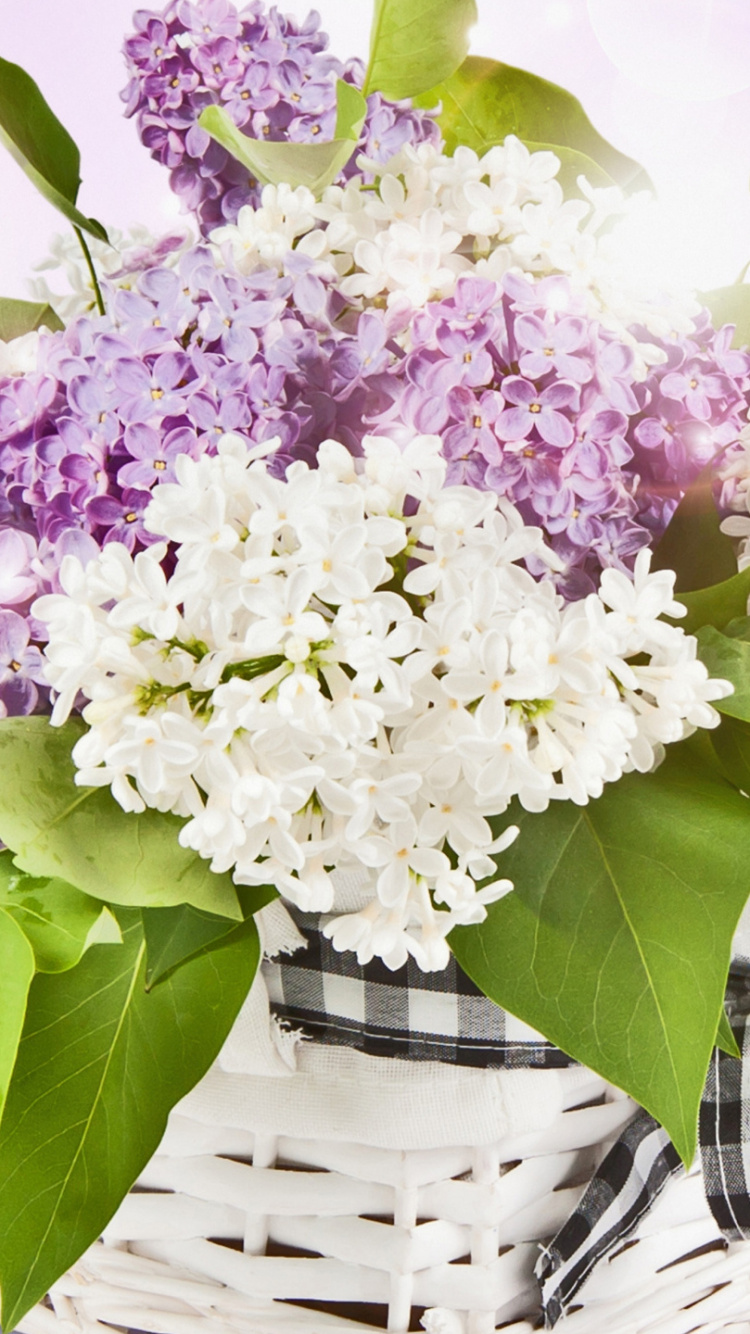 Diapasón, Pétalo, Morado, la Botánica, Rosa. Wallpaper in 750x1334 Resolution