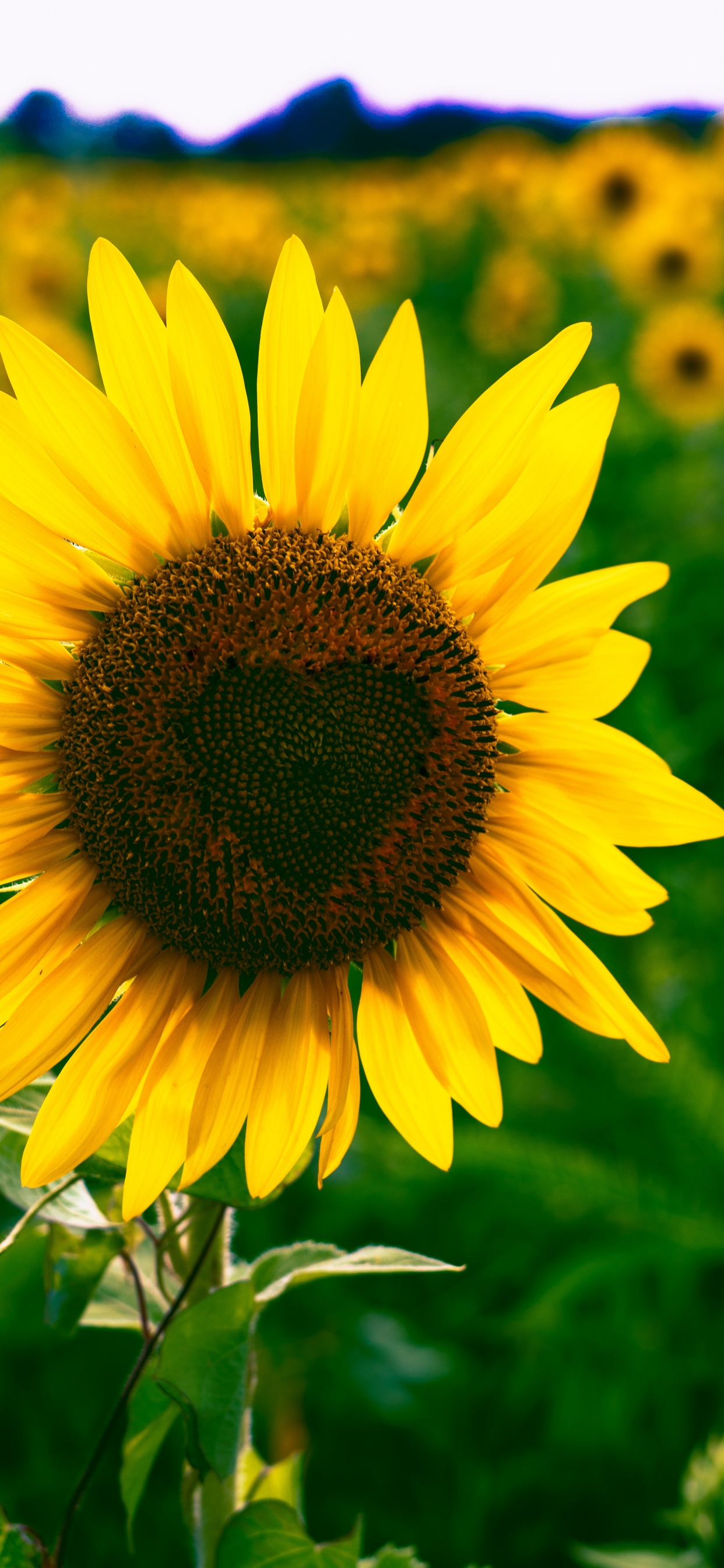 Gelbe Sonnenblume in Nahaufnahme Close. Wallpaper in 1242x2688 Resolution