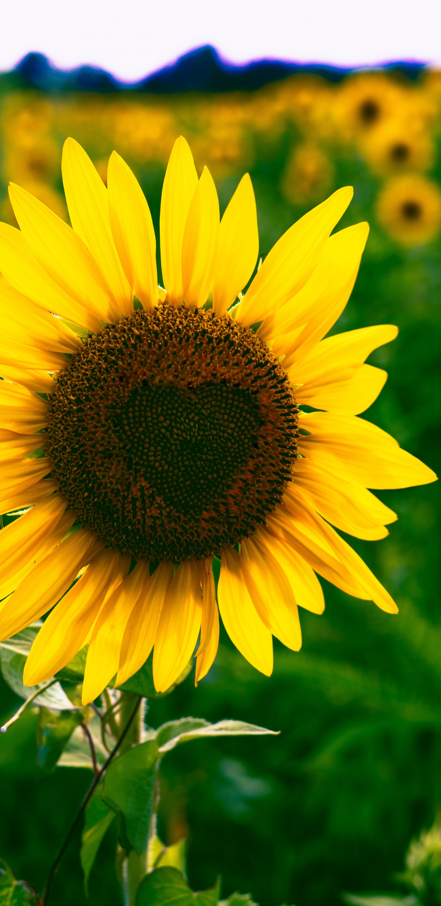 Gelbe Sonnenblume in Nahaufnahme Close. Wallpaper in 1440x2960 Resolution