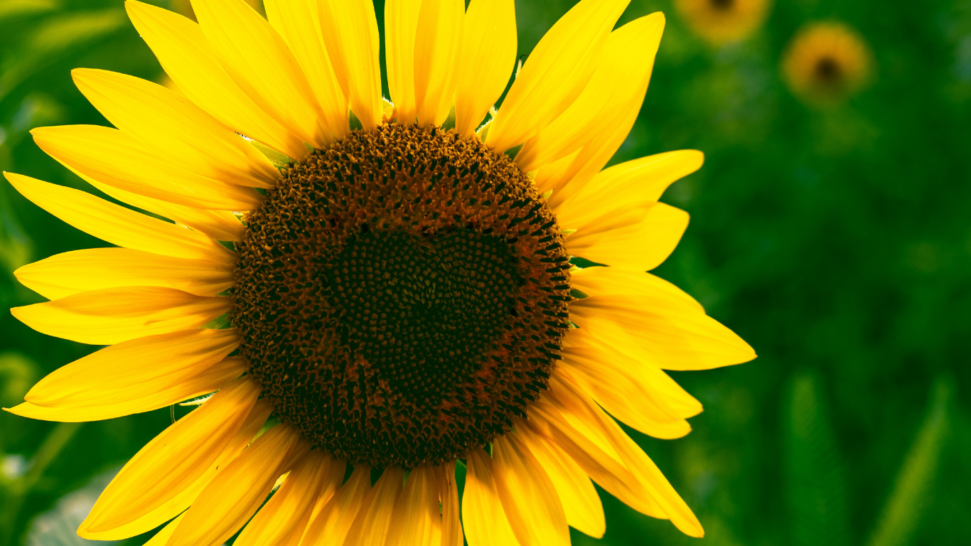 Yellow Sunflower in Close up Photography. Wallpaper in 1366x768 Resolution