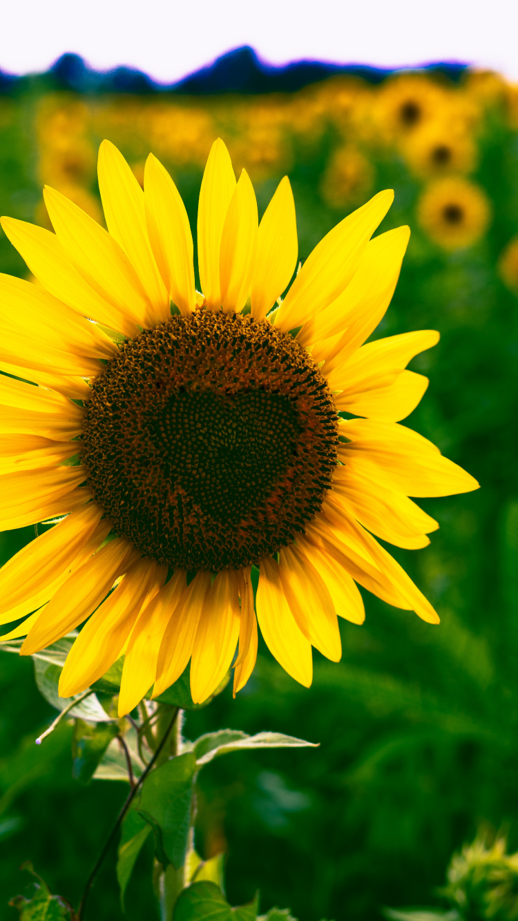 Yellow Sunflower in Close up Photography. Wallpaper in 750x1334 Resolution