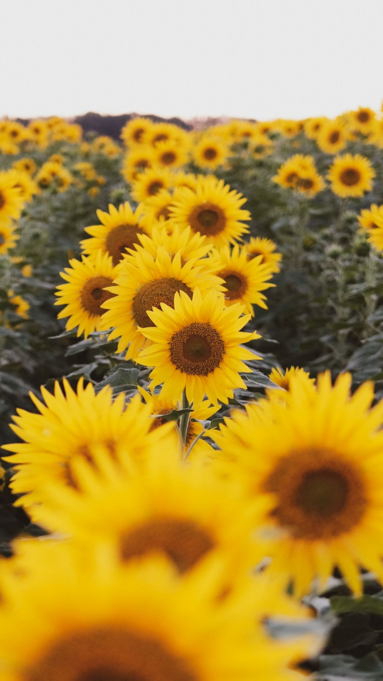 Perdido en la Naturaleza, la Cabina de Los Besos, Pétalo, Amarillo, Cocina. Wallpaper in 750x1334 Resolution