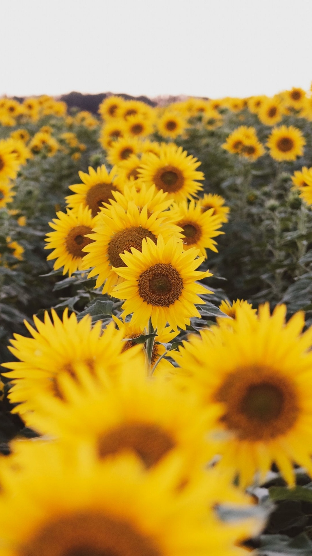 Perdu Dans la Nature, la Cabine Des Baisers, Pétale, Jaune, Cuisine. Wallpaper in 1080x1920 Resolution