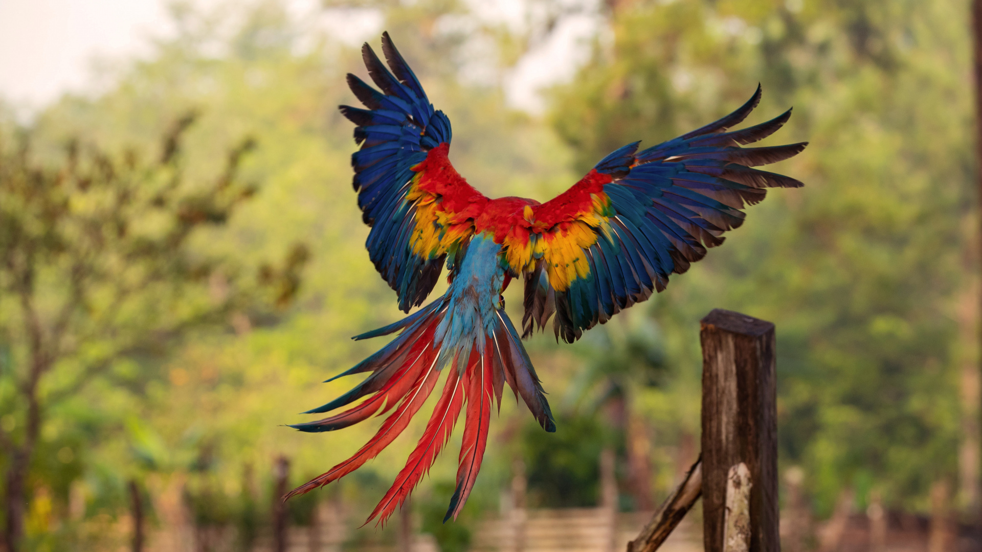 Guacamayo Azul Rojo y Amarillo. Wallpaper in 1920x1080 Resolution