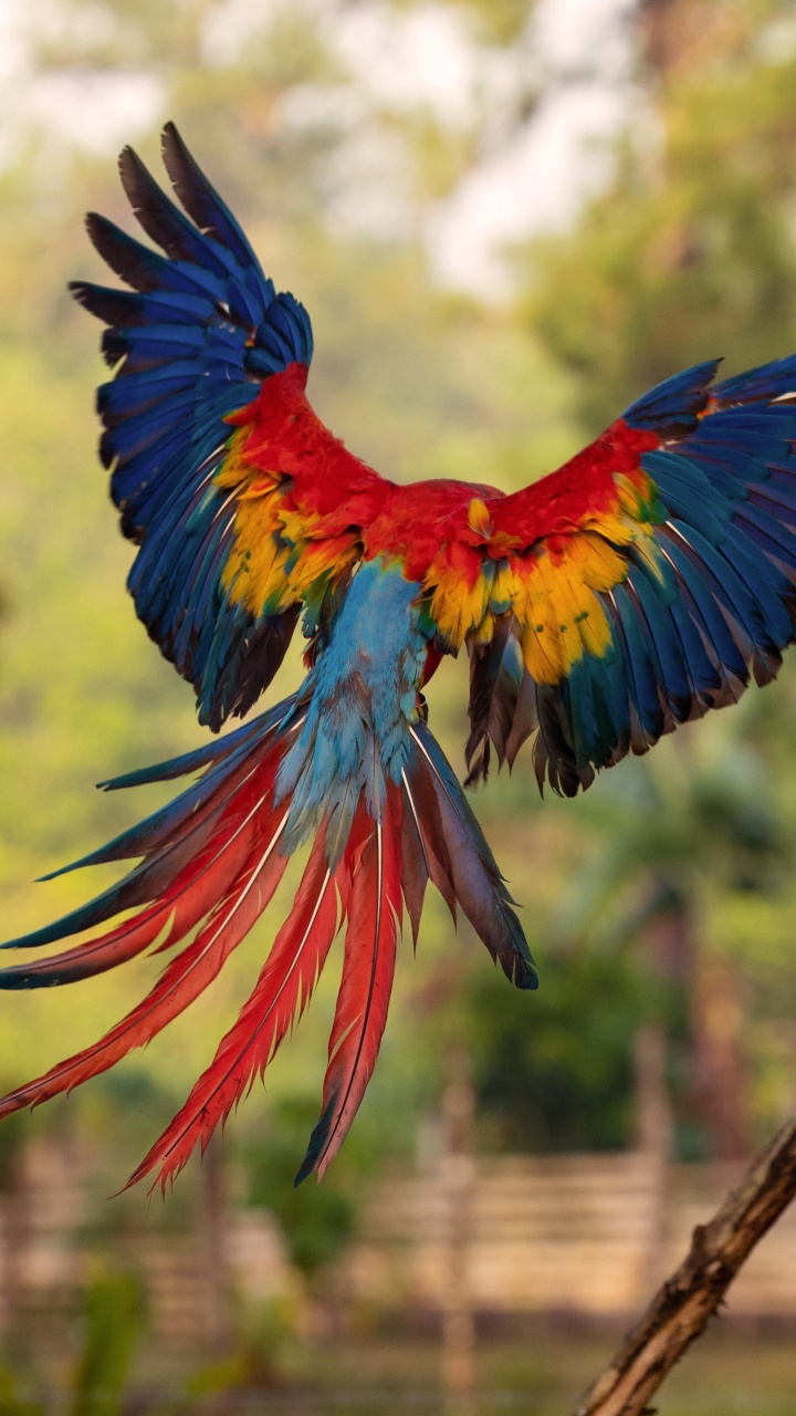 Guacamayo Azul Rojo y Amarillo. Wallpaper in 720x1280 Resolution