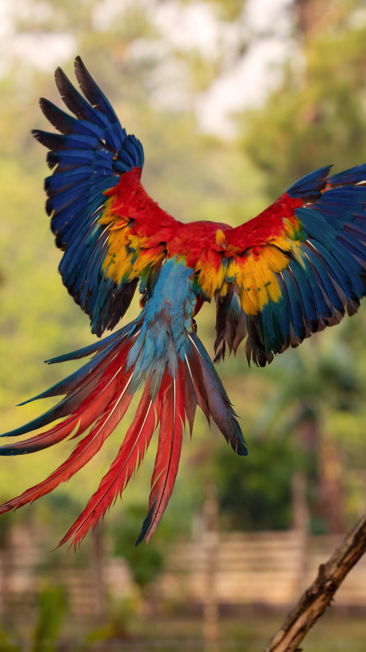 Guacamayo Azul Rojo y Amarillo. Wallpaper in 750x1334 Resolution