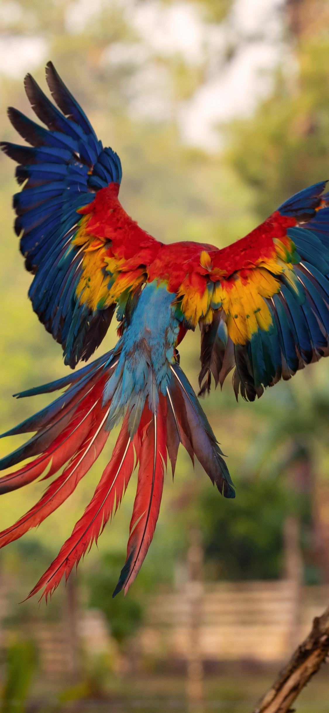 Blue Red and Yellow Macaw. Wallpaper in 1125x2436 Resolution