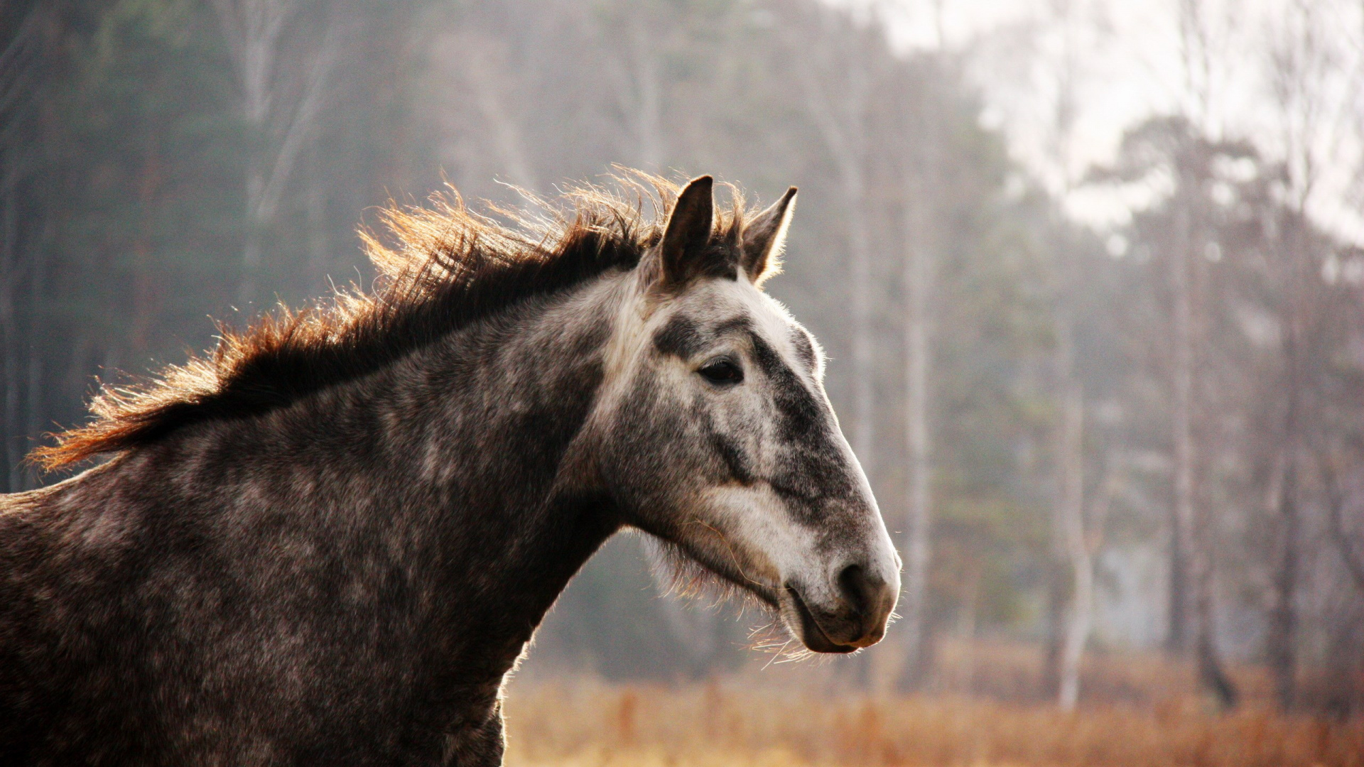 Black and White Horse on Brown Grass Field During Daytime. Wallpaper in 1920x1080 Resolution