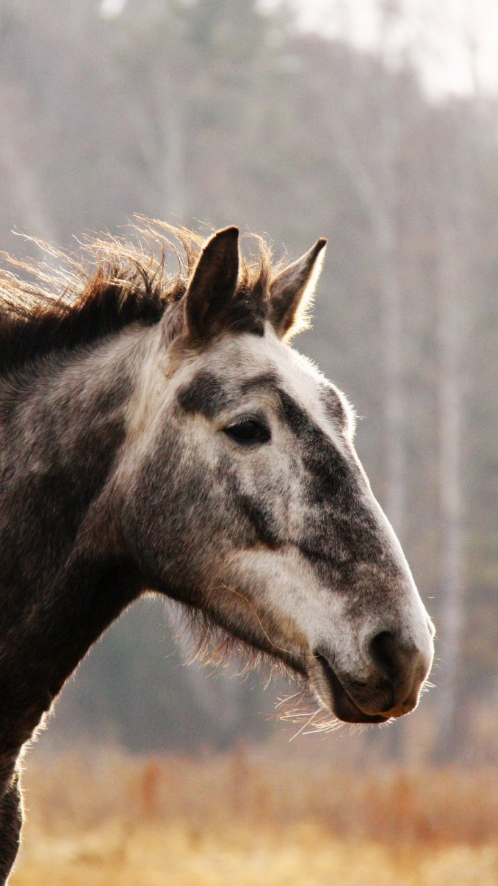 Black and White Horse on Brown Grass Field During Daytime. Wallpaper in 720x1280 Resolution
