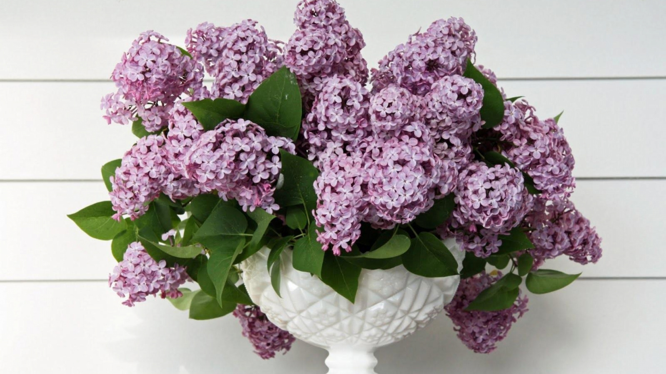 Lila Blumen Auf Weißer Keramikvase. Wallpaper in 1366x768 Resolution