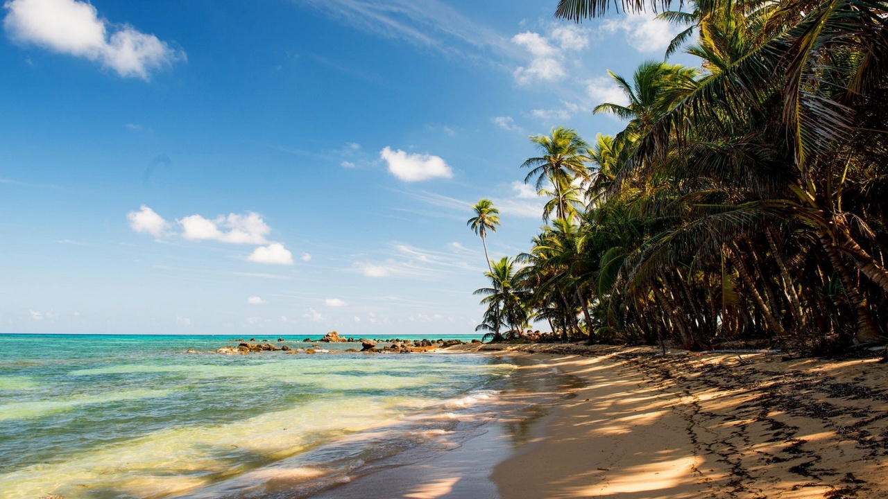 Green Palm Tree Near Sea Under Blue Sky During Daytime. Wallpaper in 1280x720 Resolution