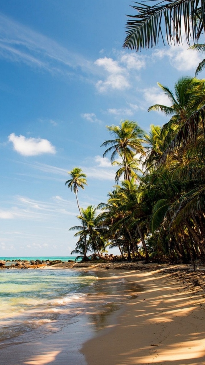 Green Palm Tree Near Sea Under Blue Sky During Daytime. Wallpaper in 720x1280 Resolution