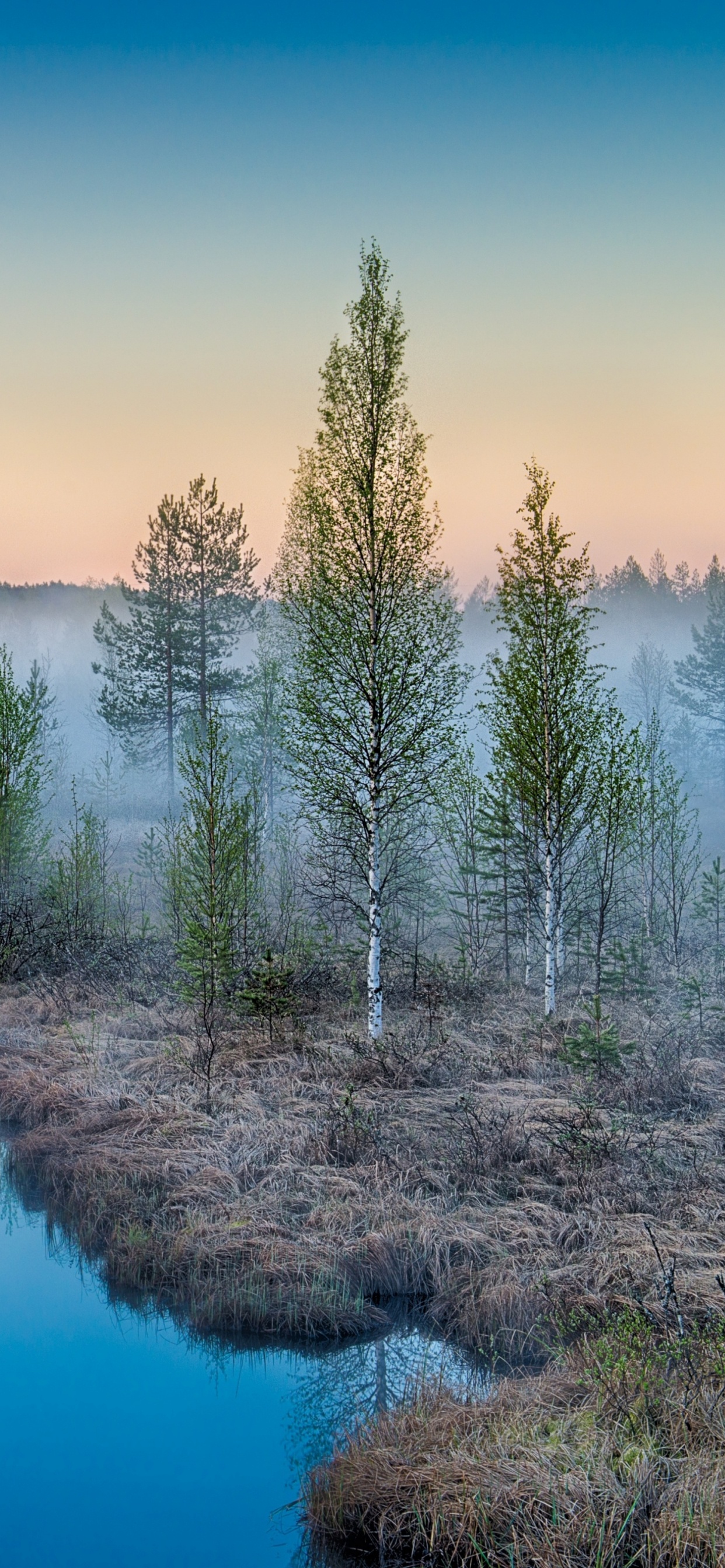 Green Trees on Body of Water During Daytime. Wallpaper in 1242x2688 Resolution