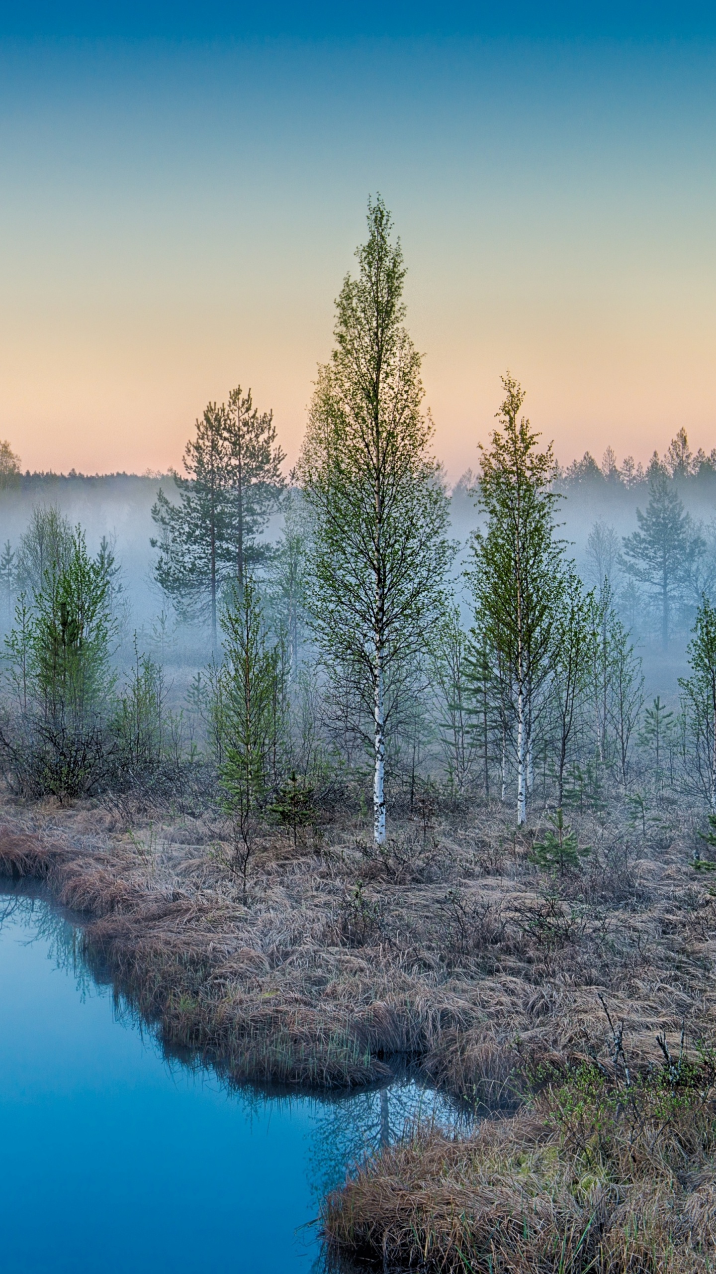 Green Trees on Body of Water During Daytime. Wallpaper in 1440x2560 Resolution