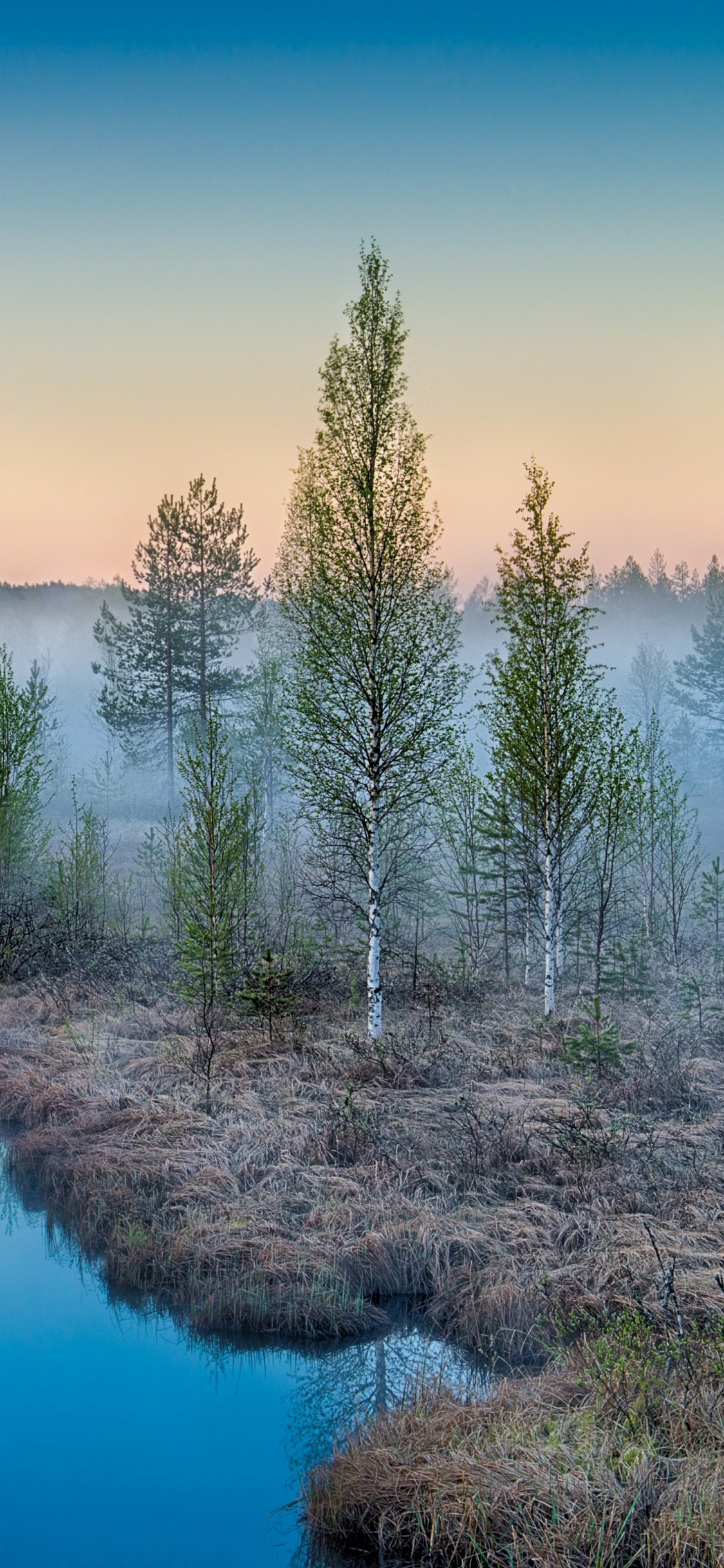 Grüne Bäume am Gewässer Tagsüber On. Wallpaper in 1125x2436 Resolution