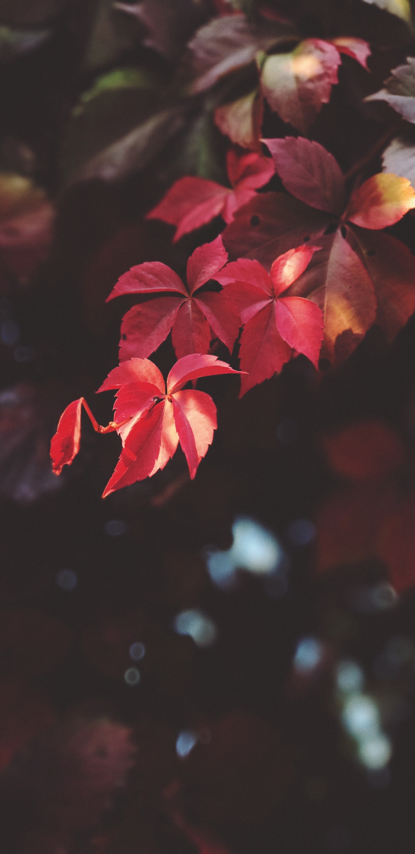 Red, Feuille, Pétale, Pink, Amitié. Wallpaper in 1440x2960 Resolution