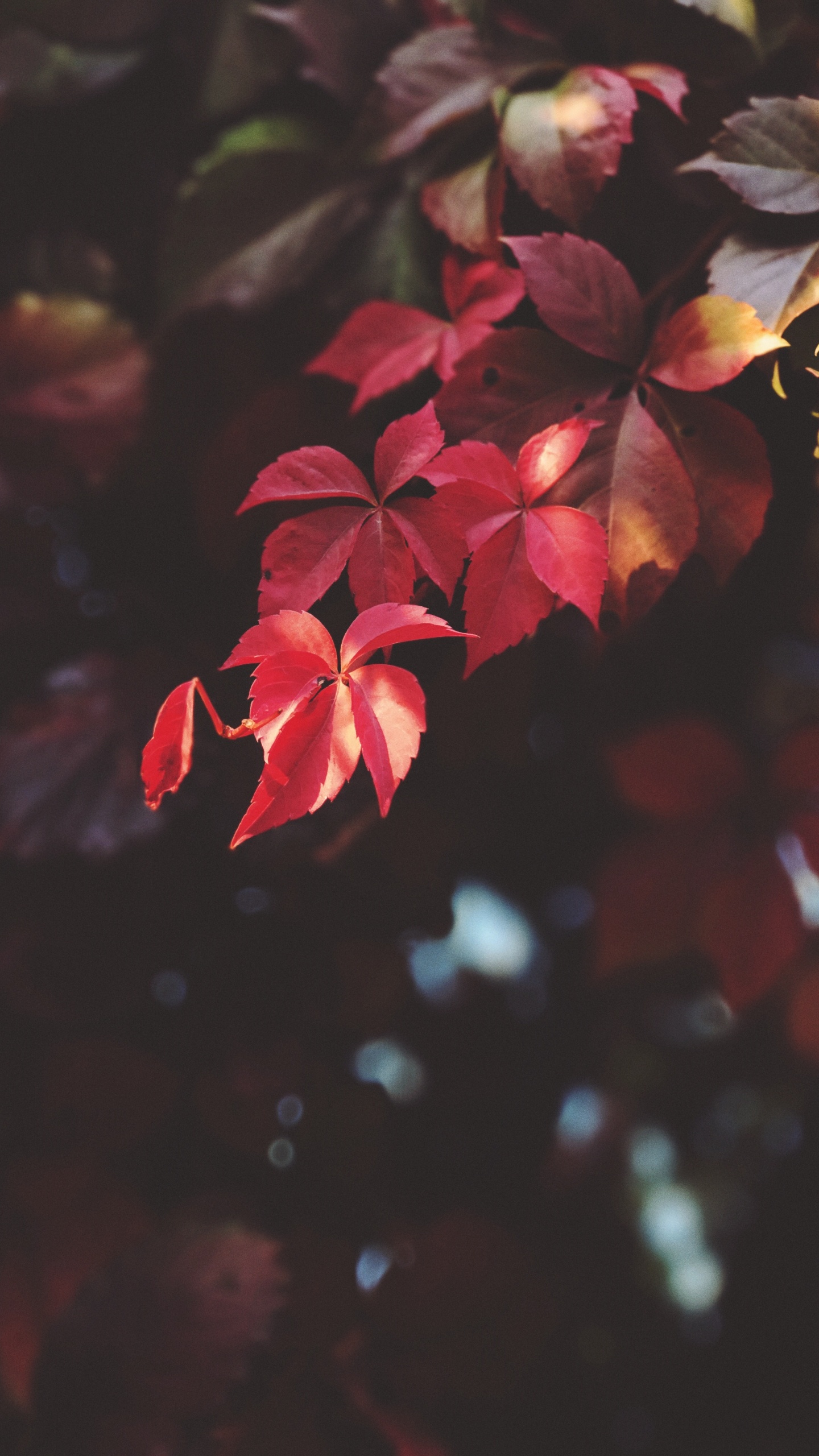 Blatt, Blütenblatt, Pink, Freundschaft, Himmel. Wallpaper in 1440x2560 Resolution