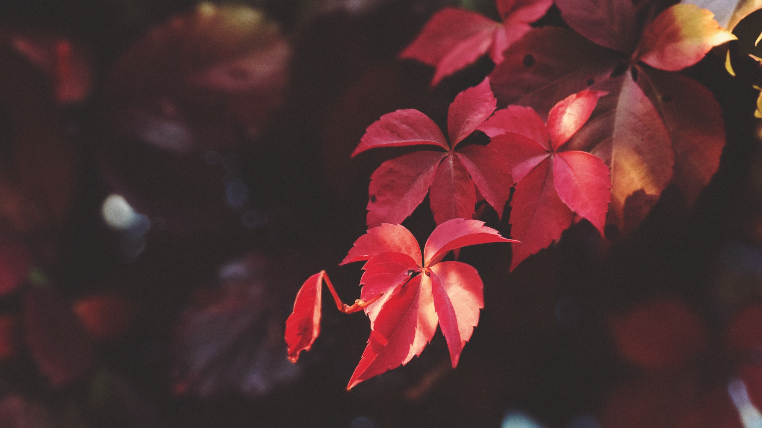 Blatt, Blütenblatt, Pink, Freundschaft, Himmel. Wallpaper in 2560x1440 Resolution