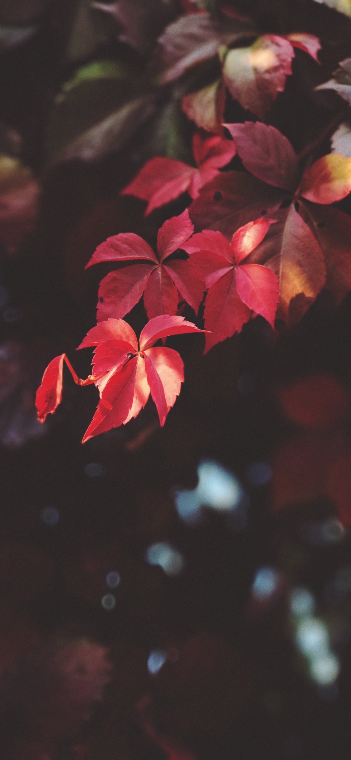 Red, Leaf, Flower, Petal, Pink. Wallpaper in 1125x2436 Resolution