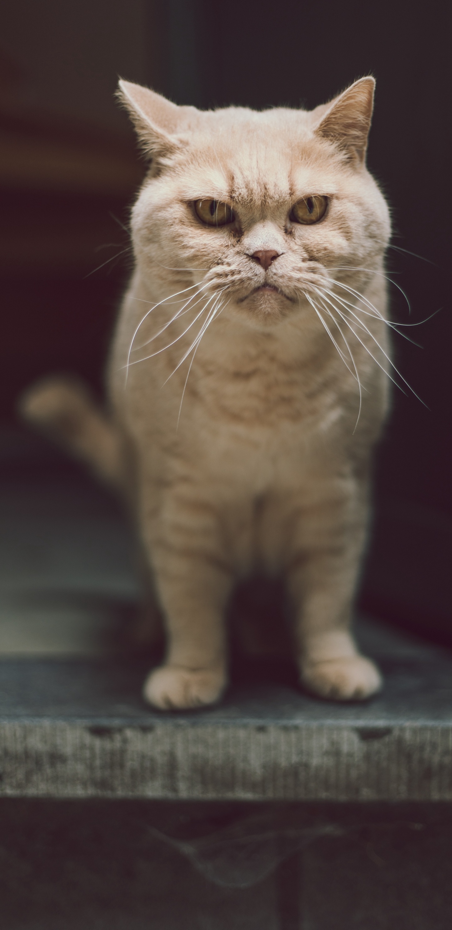 Chat, Moustache, le British Shorthair, L'exotic Shorthair, Britanniques Poils Mi-longs. Wallpaper in 1440x2960 Resolution