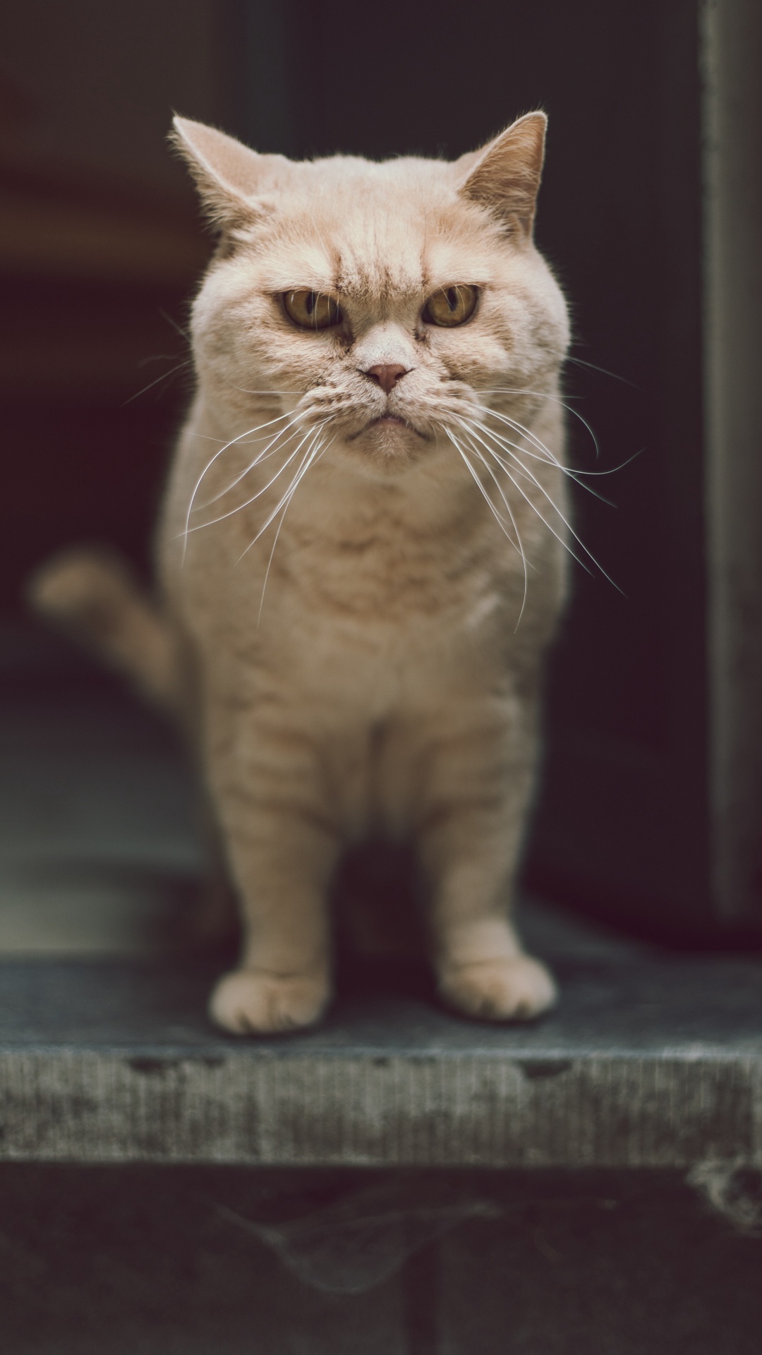 Gato, British Shorthair, Exotic Shorthair, British Semi Pelo Largo, Gato Persa. Wallpaper in 1080x1920 Resolution