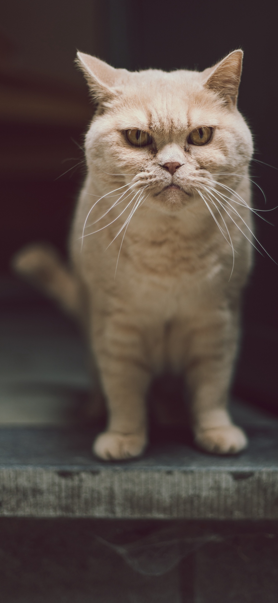 Katze, Backenbart, Britisch Kurzhaar, Exotic Shorthair, Britische Semi-Langhaar. Wallpaper in 1125x2436 Resolution