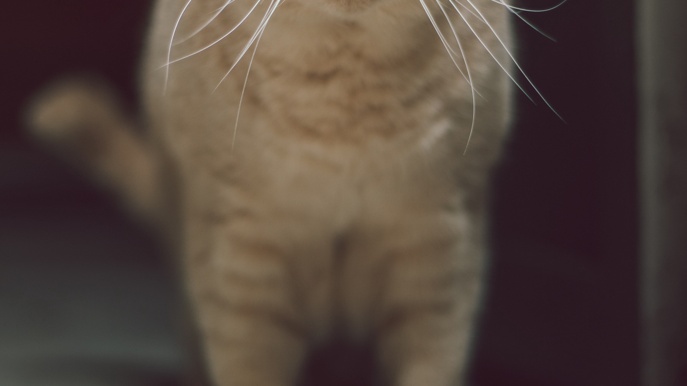 Katze, Backenbart, Britisch Kurzhaar, Exotic Shorthair, Britische Semi-Langhaar. Wallpaper in 1366x768 Resolution