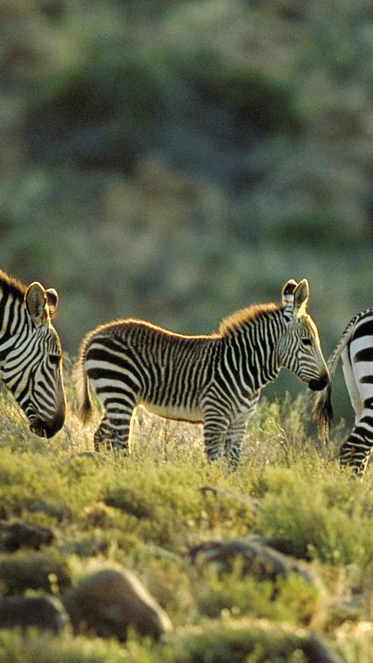 Zebra Auf Der Grünen Wiese Tagsüber. Wallpaper in 750x1334 Resolution