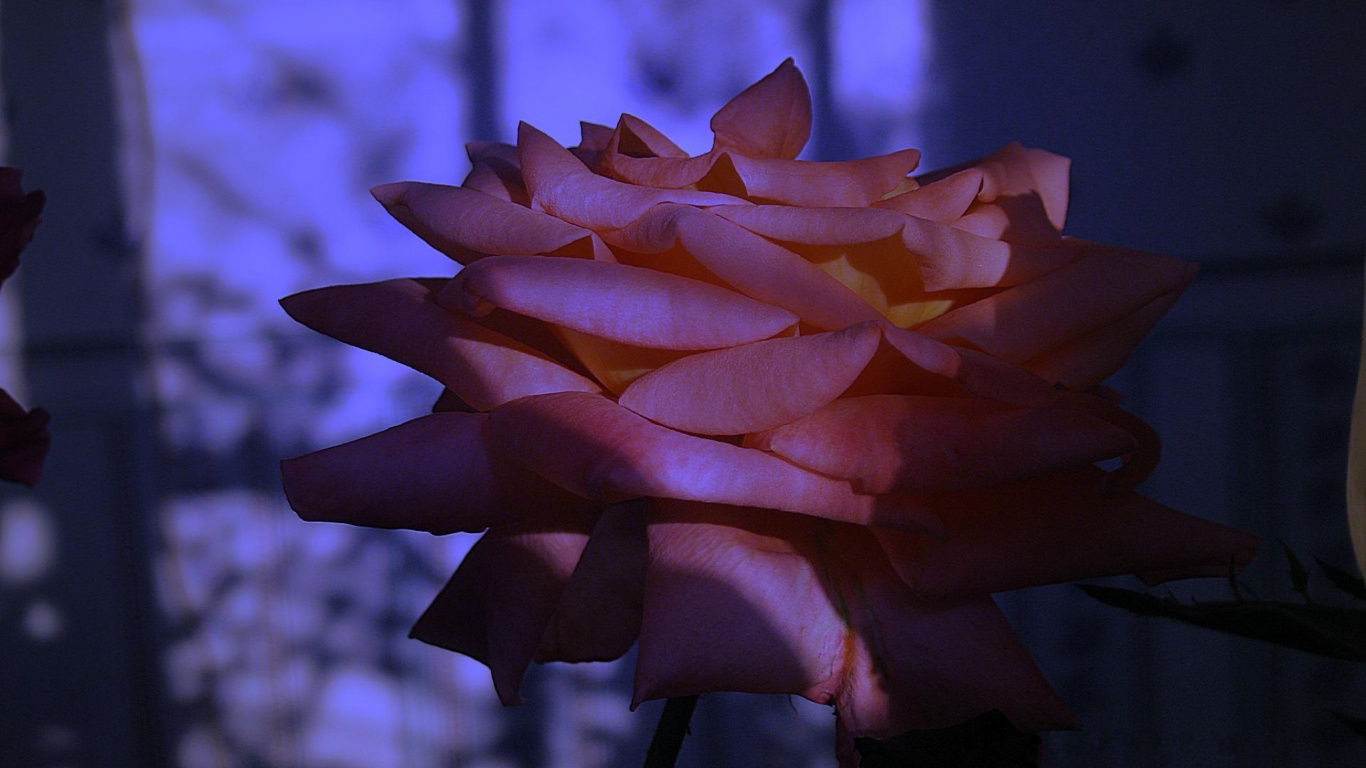 Fleur D'oranger Dans L'objectif à Basculement. Wallpaper in 1366x768 Resolution