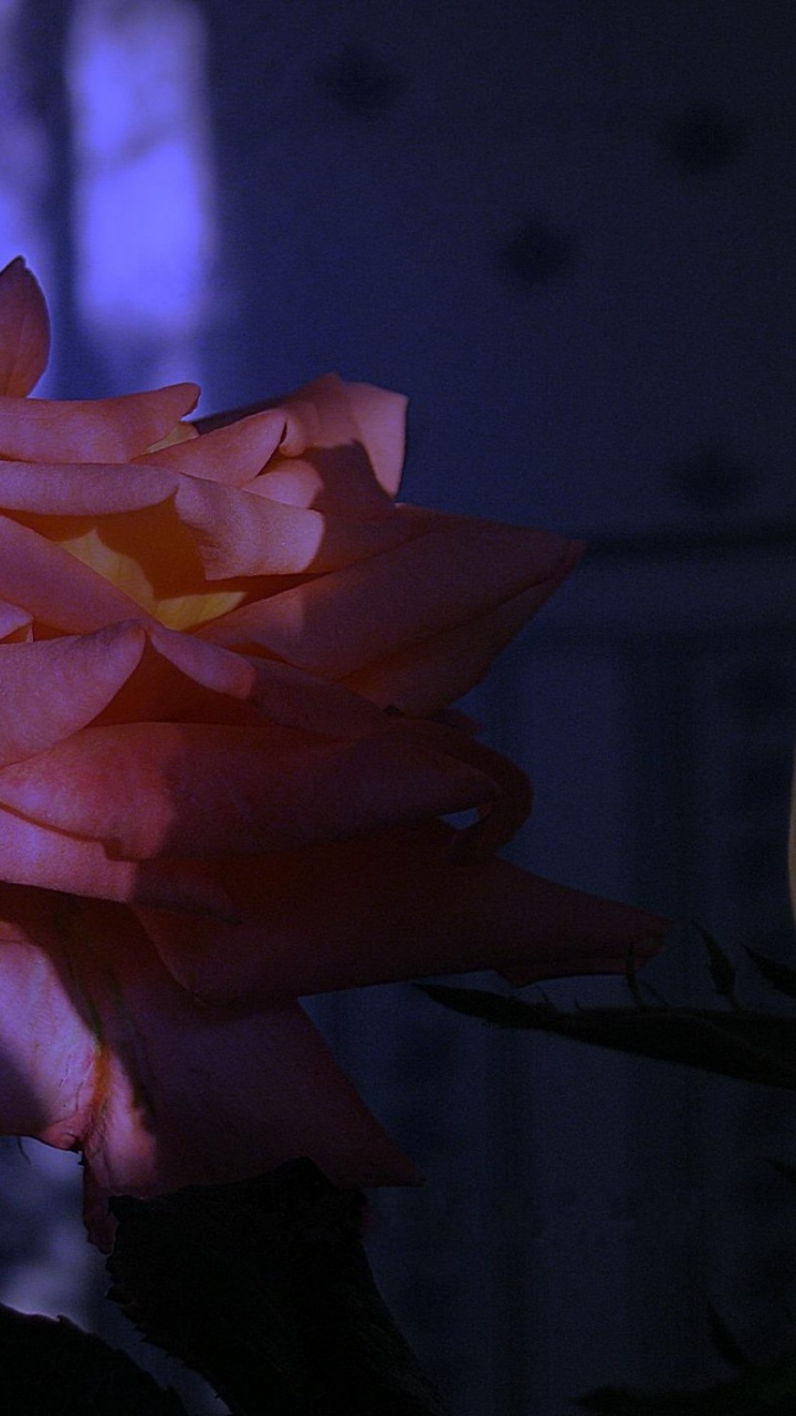 Fleur D'oranger Dans L'objectif à Basculement. Wallpaper in 720x1280 Resolution