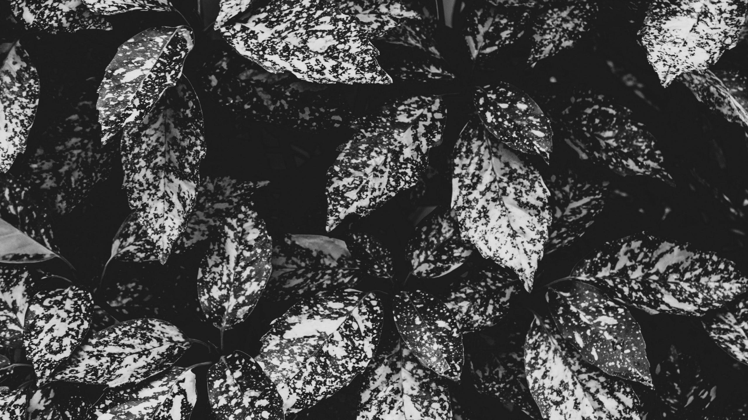 Monochrom, Design, Textil, Schwarz Und Weiß, Amsterdam. Wallpaper in 2560x1440 Resolution