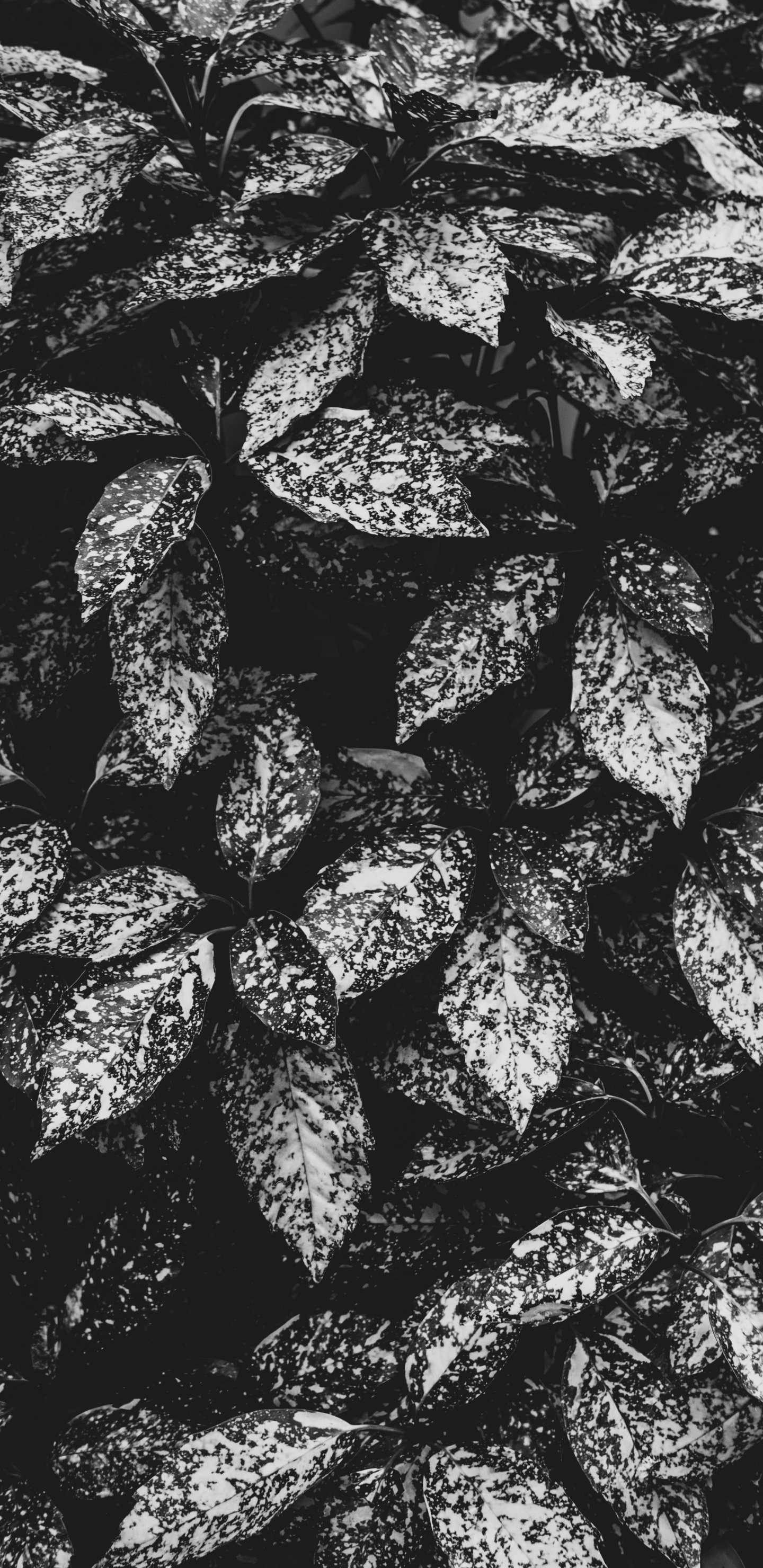 Monochrome, Design, Textile, Black and White, Amsterdam. Wallpaper in 1440x2960 Resolution