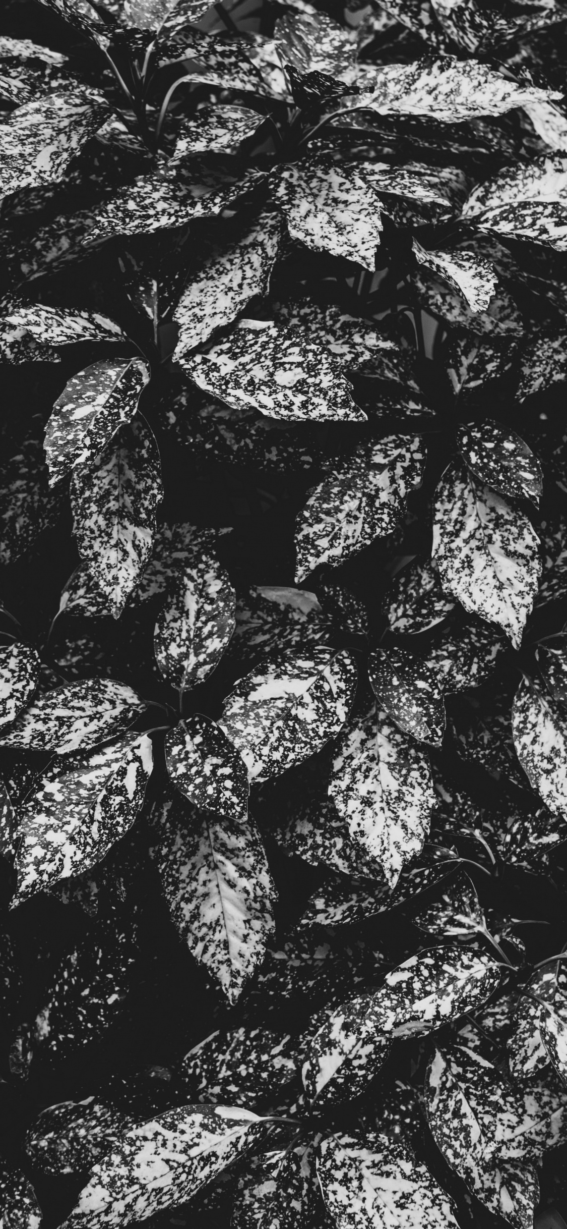 Monocromo, Diseño, Textil, en Blanco y Negro, Ámsterdam. Wallpaper in 1125x2436 Resolution