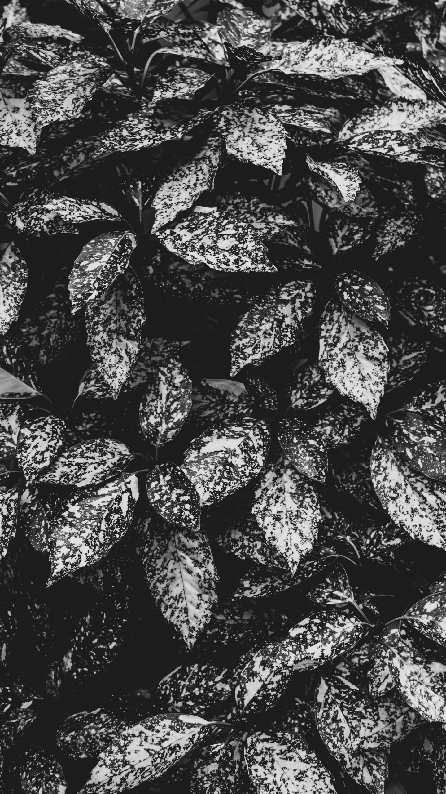 Monocromo, Diseño, Textil, en Blanco y Negro, Ámsterdam. Wallpaper in 1440x2560 Resolution