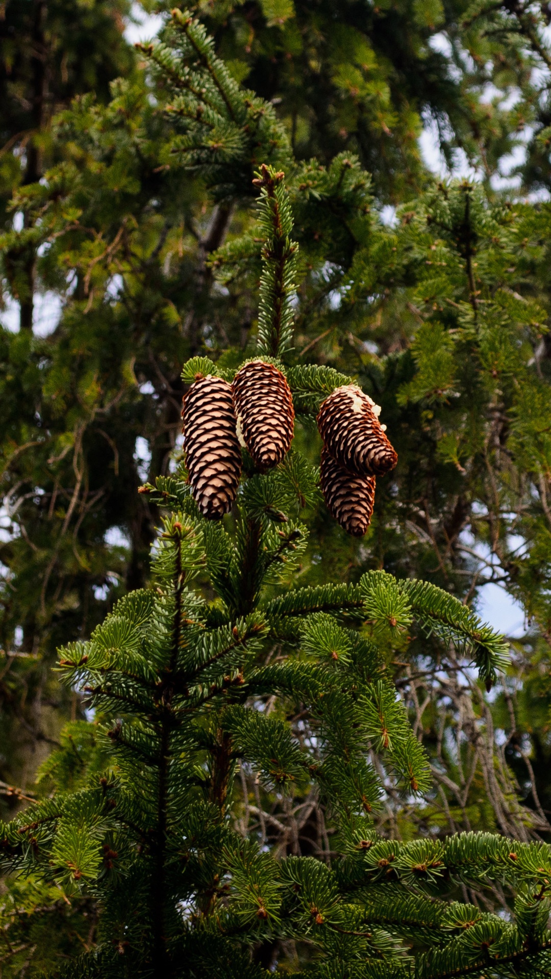 Braunes Und Schwarzes Zebraplüschtier Auf Grünem Baum. Wallpaper in 1080x1920 Resolution