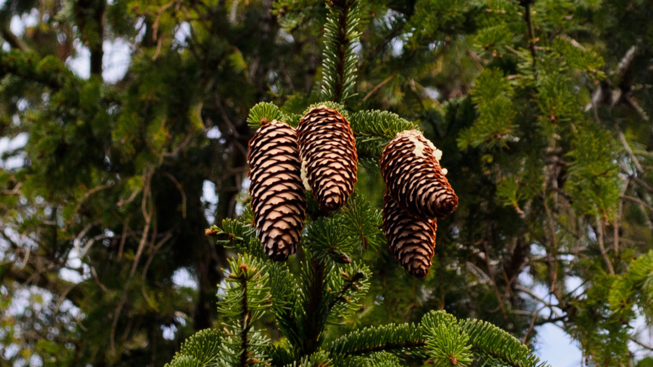 Brown and Black Zebra Plush Toy on Green Tree. Wallpaper in 1280x720 Resolution