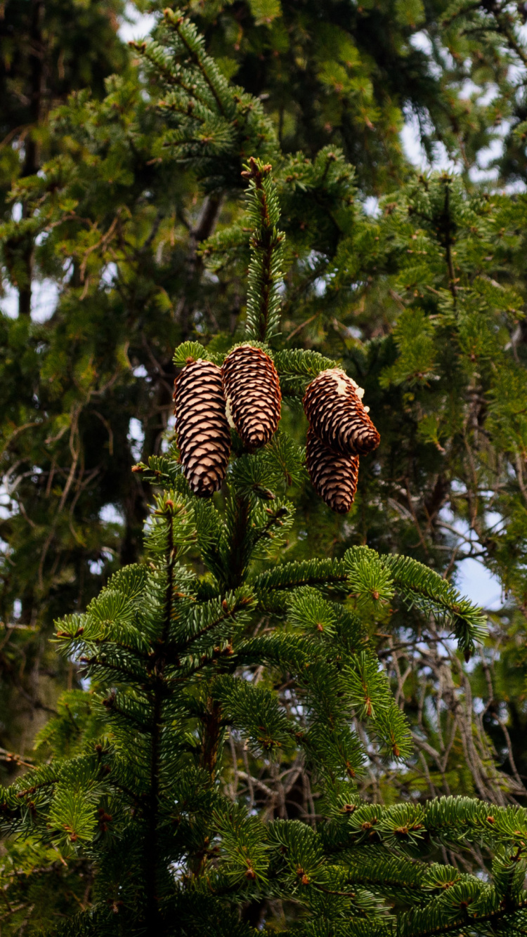 Peluche Zèbre Marron et Noir Sur Arbre Vert. Wallpaper in 750x1334 Resolution